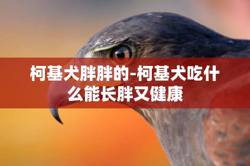 柯基犬胖胖的-柯基犬吃什么能長胖又健康