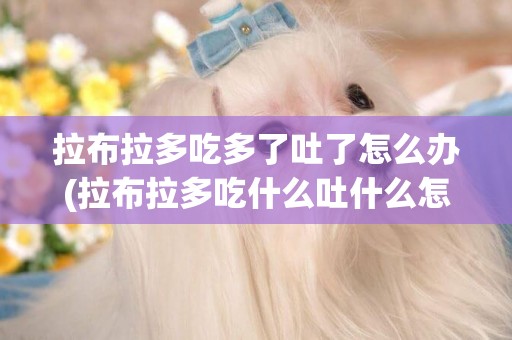 拉布拉多吃多了吐了怎么辦(拉布拉多吃什么吐什么怎么辦) 