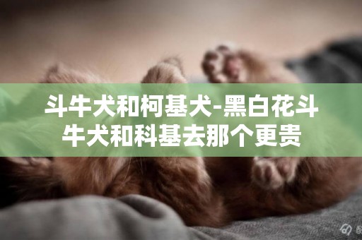 斗牛犬和柯基犬-黑白花斗牛犬和科基去那個更貴