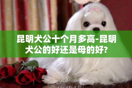 昆明犬公十個月多高-昆明犬公的好還是母的好?