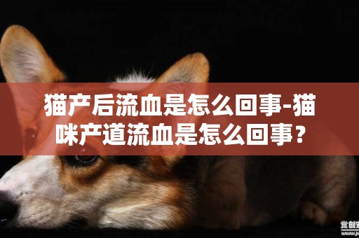 貓產后流血是怎么回事-貓咪產道流血是怎么回事？