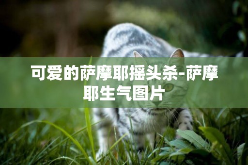 可愛的薩摩耶搖頭殺-薩摩耶生氣圖片