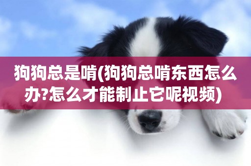 狗狗總是啃(狗狗總啃東西怎么辦?怎么才能制止它呢視頻) 