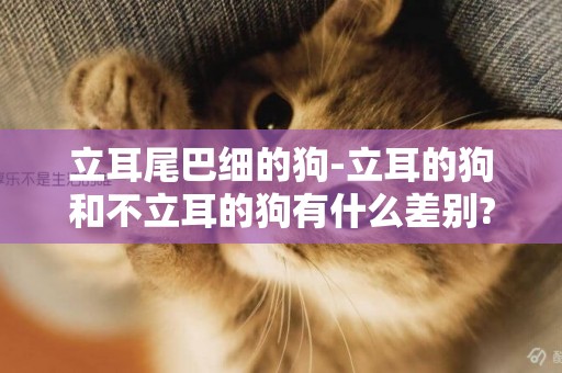 立耳尾巴細的狗-立耳的狗和不立耳的狗有什么差別?