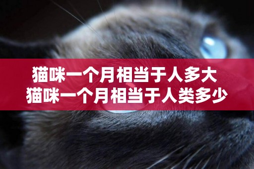 貓咪一個月相當于人多大 貓咪一個月相當于人類多少歲