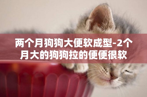 兩個月狗狗大便軟成型-2個月大的狗狗拉的便便很軟
