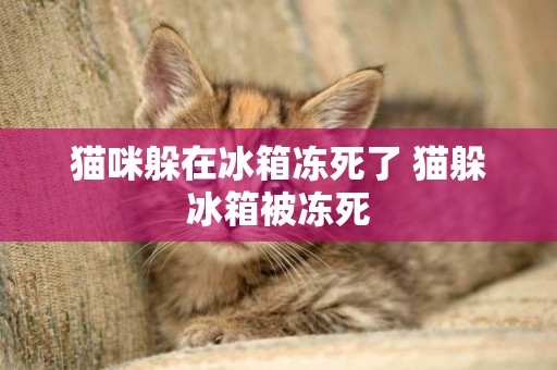 貓咪躲在冰箱凍死了 貓躲冰箱被凍死