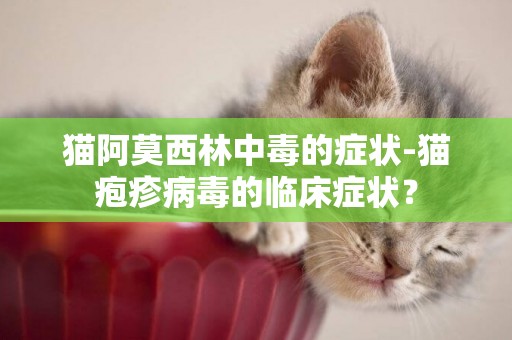 貓阿莫西林中毒的癥狀-貓皰疹病毒的臨床癥狀？