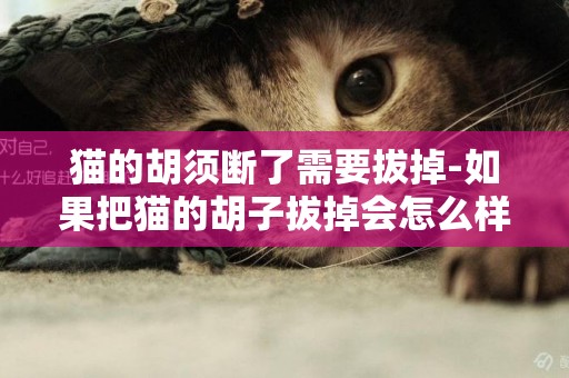 貓的胡須斷了需要拔掉-如果把貓的胡子拔掉會怎么樣的呢