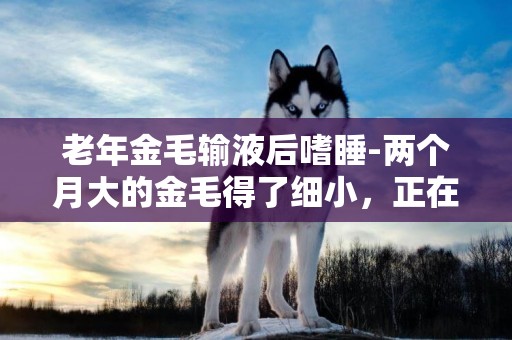 老年金毛輸液后嗜睡-兩個月大的金毛得了細小，正在輸液，但老愛睡覺，正常嗎？