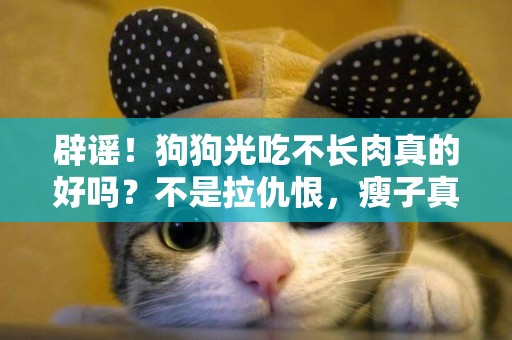 辟謠！狗狗光吃不長肉真的好嗎？不是拉仇恨，瘦子真的也有煩惱 