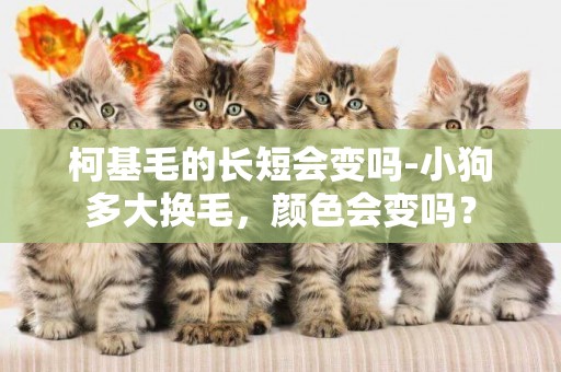 柯基毛的長短會變嗎-小狗多大換毛，顏色會變嗎？