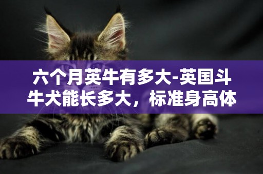 六個月英牛有多大-英國斗牛犬能長多大，標準身高體重多少