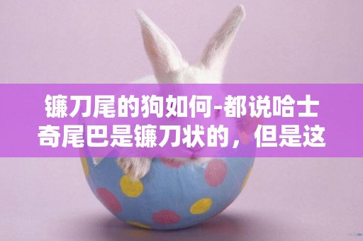 鐮刀尾的狗如何-都說哈士奇尾巴是鐮刀狀的，但是這個是串還是其他原因？