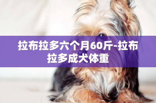 拉布拉多六個月60斤-拉布拉多成犬體重