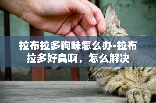拉布拉多狗味怎么辦-拉布拉多好臭啊，怎么解決