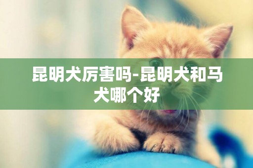 昆明犬厲害嗎-昆明犬和馬犬哪個好