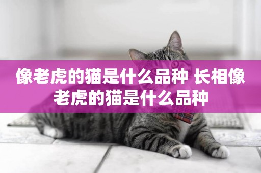 像老虎的貓是什么品種 長相像老虎的貓是什么品種