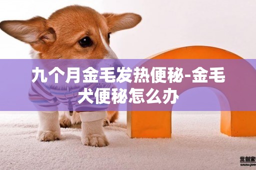 九個月金毛發熱便秘-金毛犬便秘怎么辦