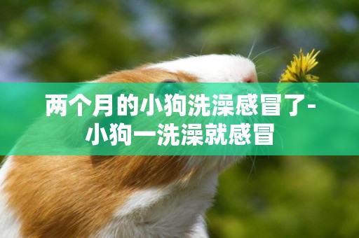 兩個月的小狗洗澡感冒了-小狗一洗澡就感冒