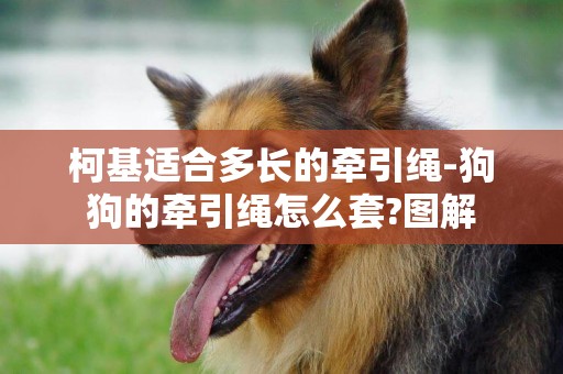 柯基適合多長的牽引繩-狗狗的牽引繩怎么套?圖解