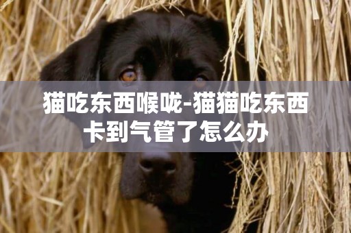 貓吃東西喉嚨-貓貓吃東西卡到氣管了怎么辦