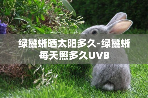 綠鬣蜥曬太陽多久-綠鬣蜥每天照多久UVB