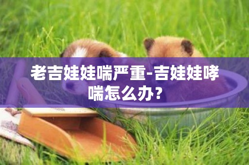 老吉娃娃喘嚴重-吉娃娃哮喘怎么辦？