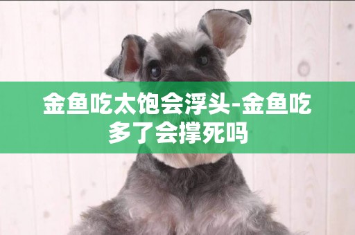 金魚吃太飽會浮頭-金魚吃多了會撐死嗎