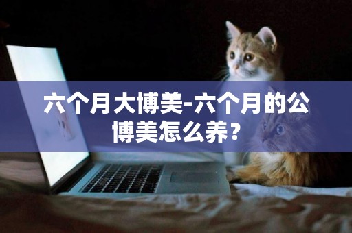 六個月大博美-六個月的公博美怎么養？