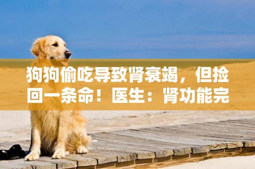 狗狗偷吃導致腎衰竭，但撿回一條命！醫生：腎功能完全無法恢復 