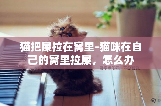 貓把屎拉在窩里-貓咪在自己的窩里拉屎，怎么辦
