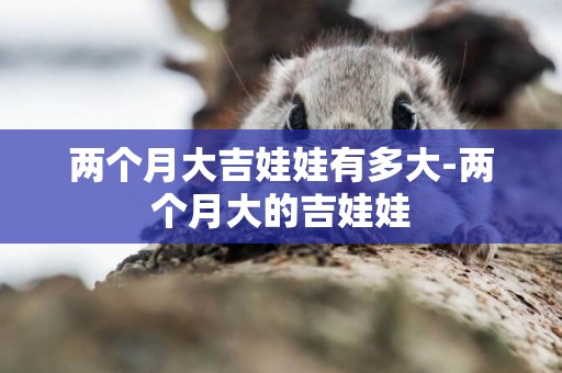 兩個月大吉娃娃有多大-兩個月大的吉娃娃