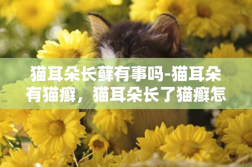 貓耳朵長蘚有事嗎-貓耳朵有貓癬，貓耳朵長了貓癬怎么辦
