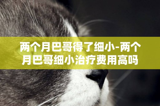 兩個月巴哥得了細小-兩個月巴哥細小治療費用高嗎