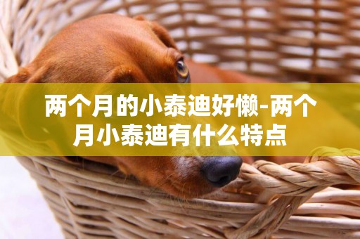兩個月的小泰迪好懶-兩個月小泰迪有什么特點