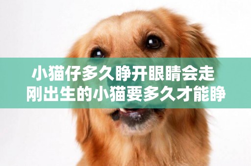 小貓仔多久睜開眼睛會走 剛出生的小貓要多久才能睜開眼睛