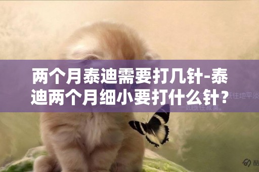 兩個月泰迪需要打幾針-泰迪兩個月細小要打什么針？
