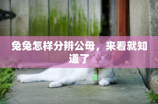 兔兔怎樣分辨公母，來看就知道了