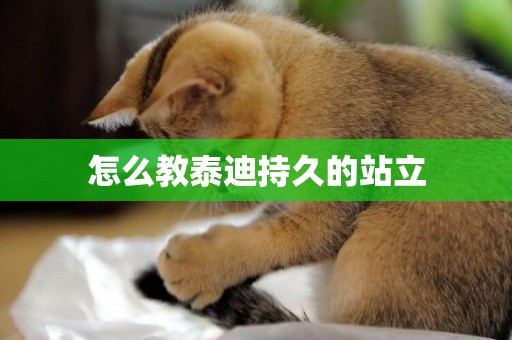 怎么教泰迪持久的站立