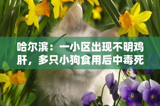哈爾濱：一小區出現不明雞肝，多只小狗食用后中毒死亡…… 
