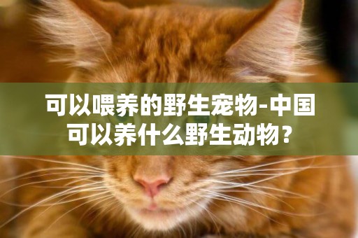 可以喂養的野生寵物-中國可以養什么野生動物？