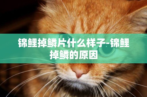 錦鯉掉鱗片什么樣子-錦鯉掉鱗的原因