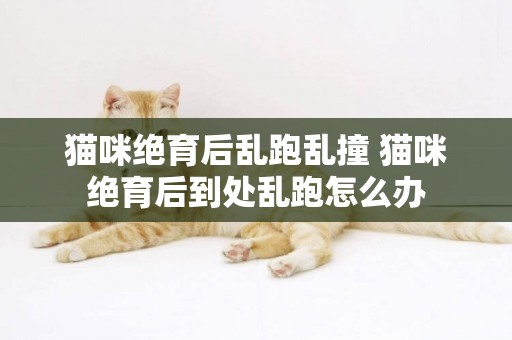 貓咪絕育后亂跑亂撞 貓咪絕育后到處亂跑怎么辦