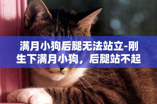 滿月小狗后腿無法站立-剛生下滿月小狗，后腿站不起來，成八字狀怎么回事？