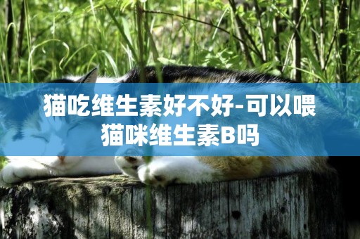 貓吃維生素好不好-可以喂貓咪維生素B嗎