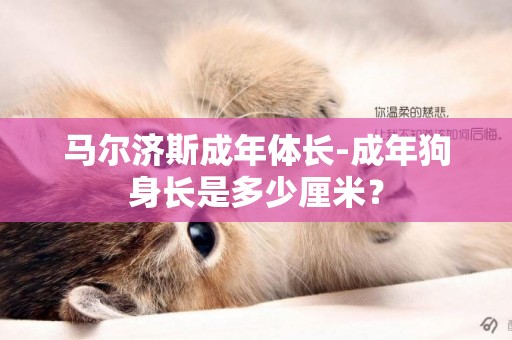 馬爾濟斯成年體長-成年狗身長是多少厘米？