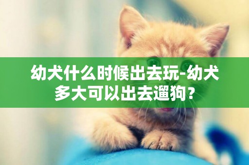 幼犬什么時候出去玩-幼犬多大可以出去遛狗？