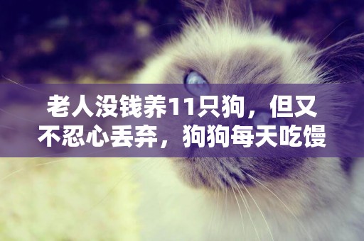 老人沒錢養11只狗，但又不忍心丟棄，狗狗每天吃饅頭餓出皮包骨 