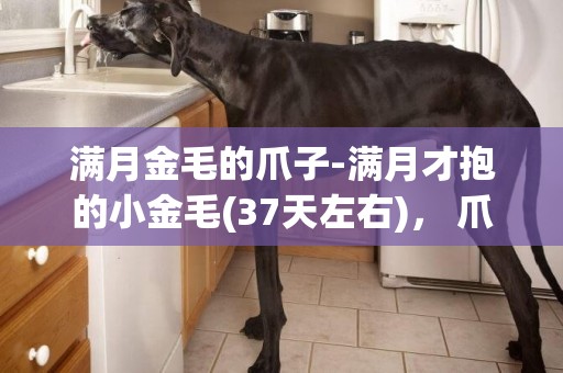 滿月金毛的爪子-滿月才抱的小金毛(37天左右)， 爪子橫向只有4厘米 嘴巴有點細、尾巴也比較長 。幫